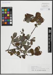 Foto von Salix appendiculata Vill.